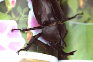 都会のど真ん中で動物たちと触れ合えます