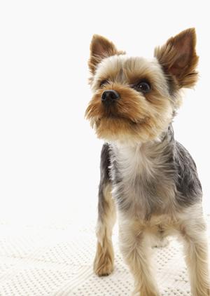 ペット用品通販のおすすめサイト