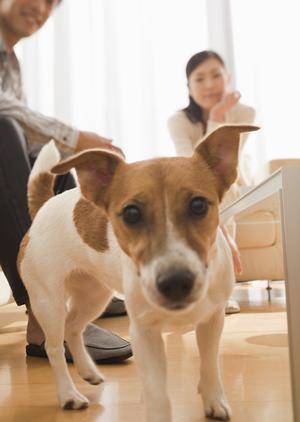 ペットと一緒に安心!長距離引越しを成功させる大阪の秘訣とサービスガイド