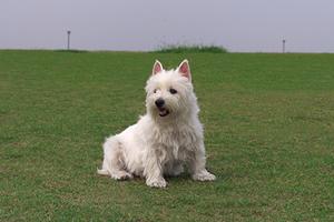 伊丹空港近くの安心・快適ペットホテルガイド：旅行前に知っておきたいポイントとおすすめ施設