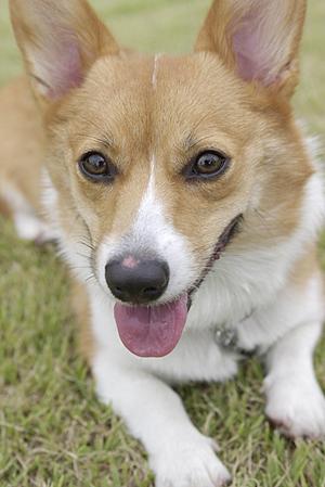 火葬車によるペット火葬でお別れを