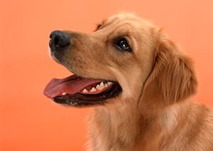 2025年最新版:平塚の動物病院を徹底比較!信頼できる獣医師と選び方ガイド