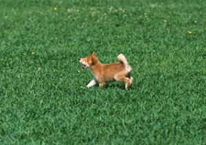 ティーカッププードルを購入する方法とは