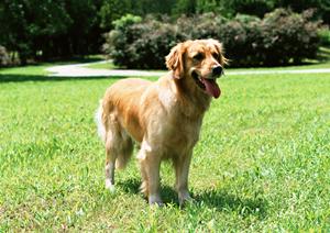 ペットホテルなら多摩区近くの施設