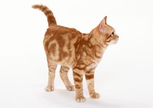 初心者必見!マンチカンの特徴と飼育ポイント徹底解説【安心の対策方法も紹介】