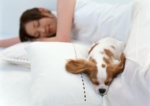 横須賀市内にあるオススメの動物病院