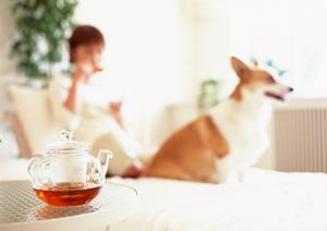 ペットの健康管理に役立つ療法食の情報とは？