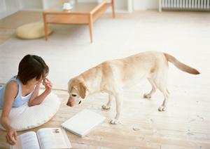 ピジョンの子犬販売なら信頼のブリーダー